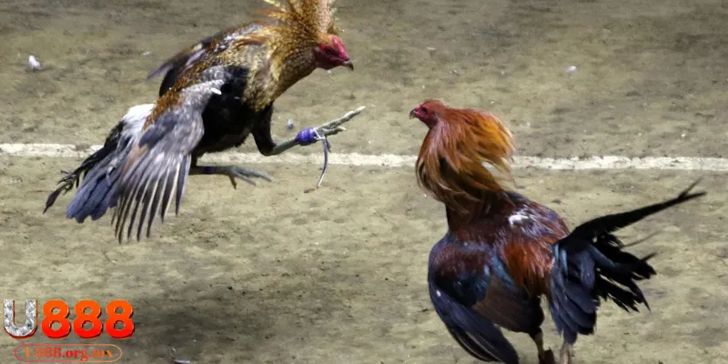 Mẹo hay cho dân chơi đam mê chọi kê