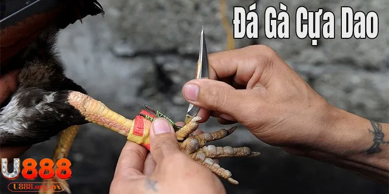 Tìm hiểu A đến Z đá gà cựa dao U888