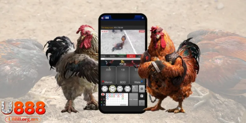 đá gà cựa dao U888